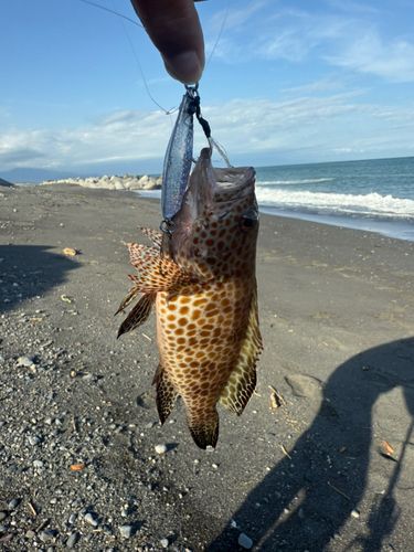 オオモンハタの釣果