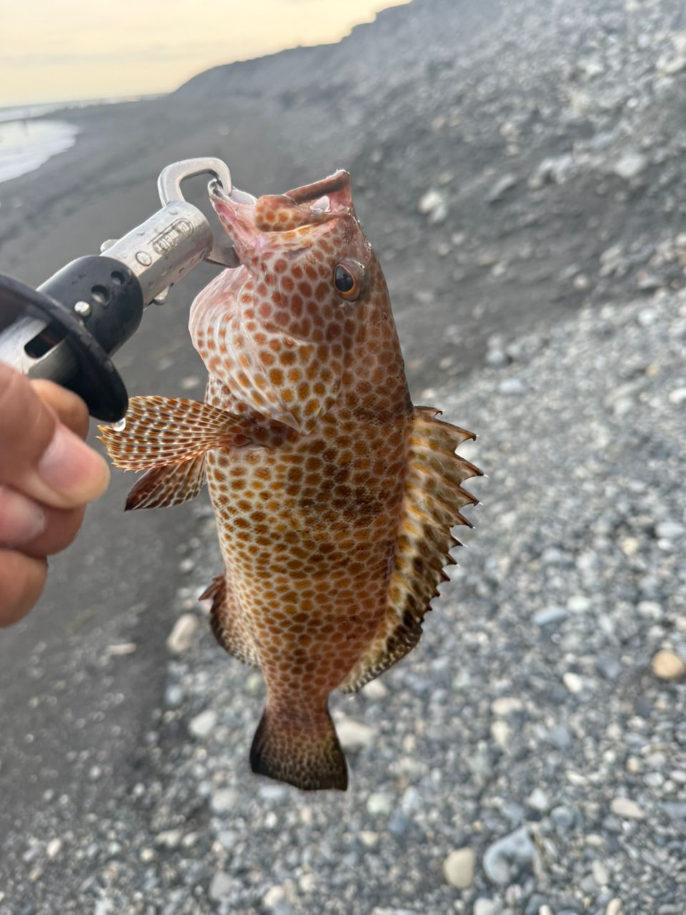 オオモンハタ