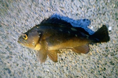 エゾメバルの釣果