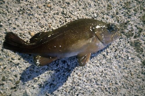 エゾメバルの釣果