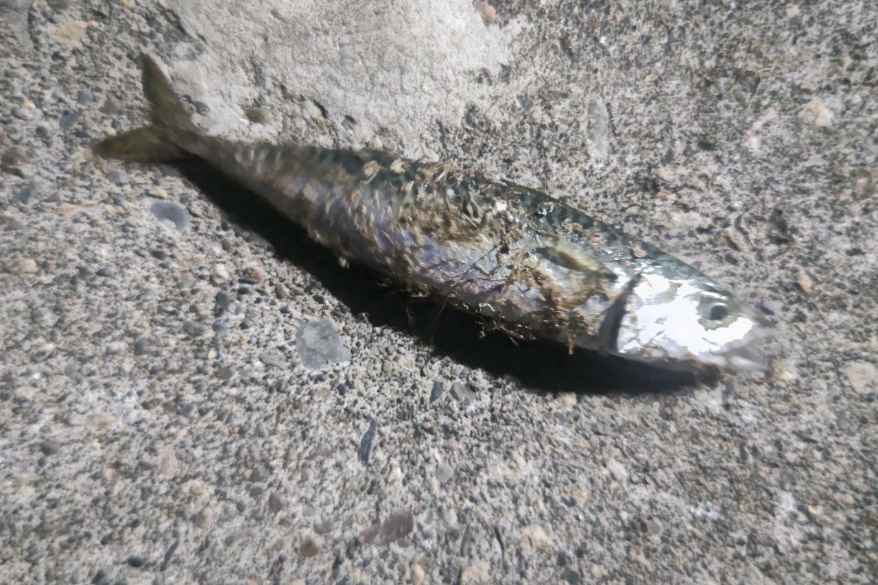サバ