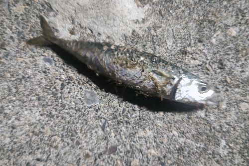 サバの釣果