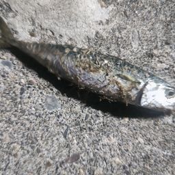 サバ