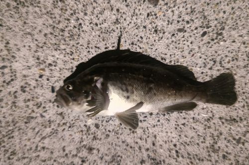 クロソイの釣果