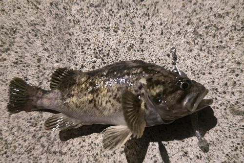 クロソイの釣果