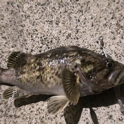 クロソイ
