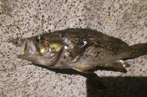 クロソイの釣果
