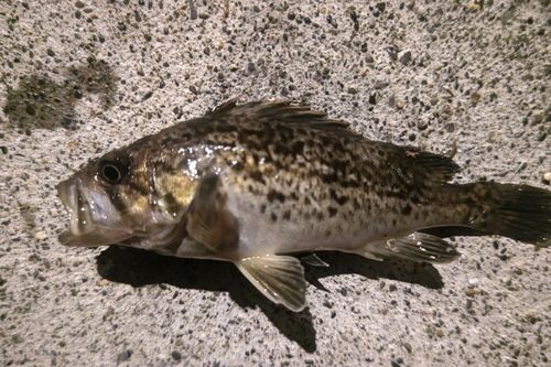 クロソイの釣果