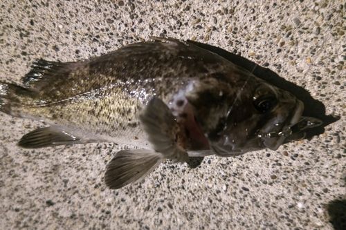 クロソイの釣果