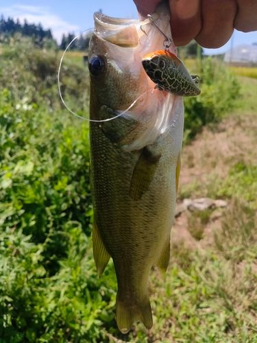 ラージマウスバスの釣果