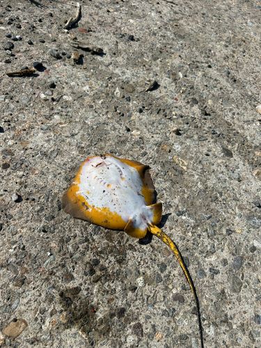 アカエイの釣果
