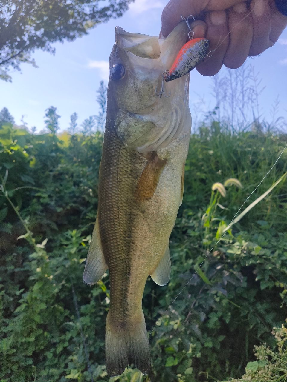 ラージマウスバス