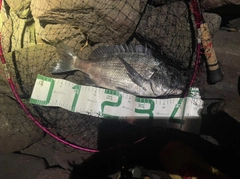 チヌの釣果