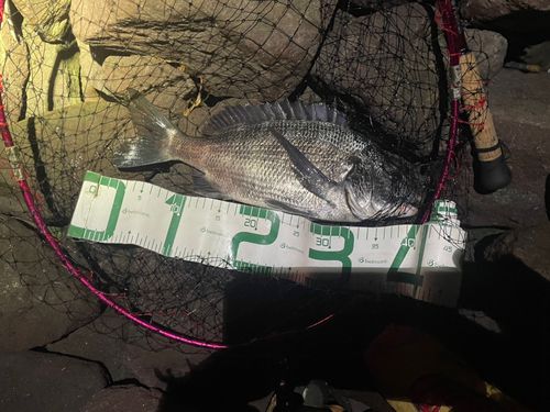 チヌの釣果