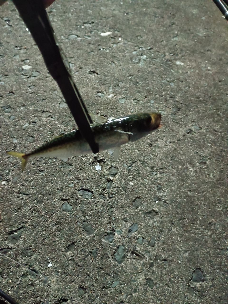 サバ