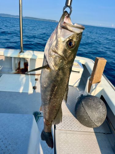 スズキの釣果