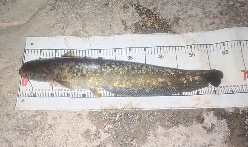 ナマズの釣果