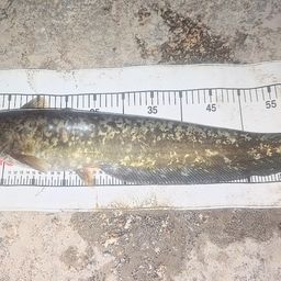 ナマズ