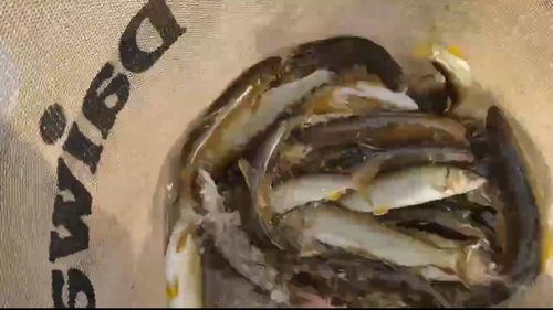 アユの釣果
