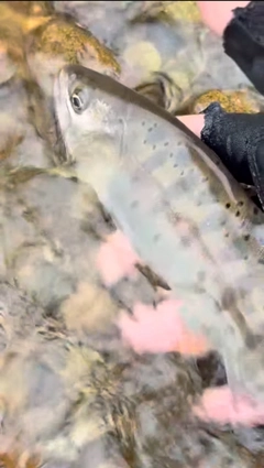 ヤマメの釣果
