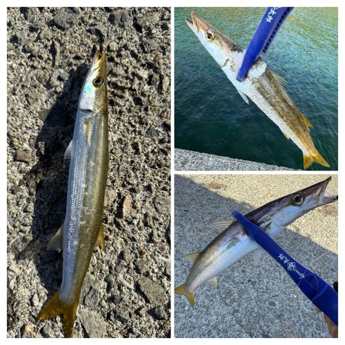 カマスの釣果