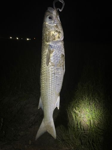 ボラの釣果