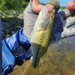 ラージマウスバス