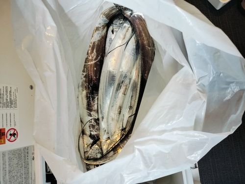 タチウオの釣果