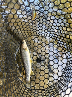 イワナの釣果