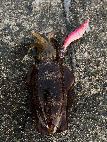 アオリイカの釣果