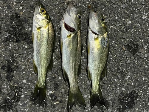 セイゴ（マルスズキ）の釣果