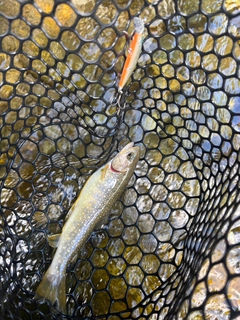 イワナの釣果