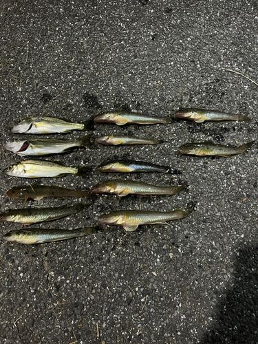 マハゼの釣果