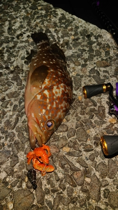 キジハタの釣果