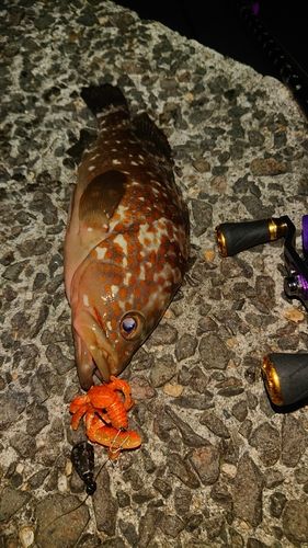 キジハタの釣果