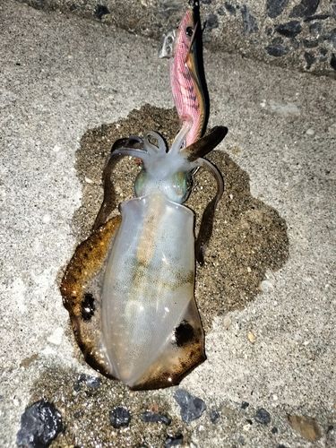 アオリイカの釣果