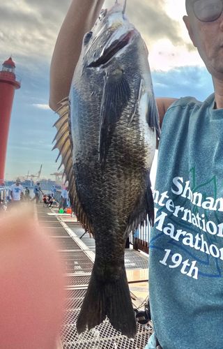 クロダイの釣果