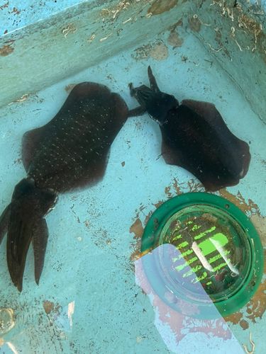 アオリイカの釣果