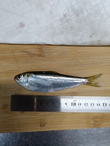 若洲海浜公園海釣り施設