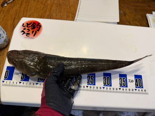 マゴチの釣果