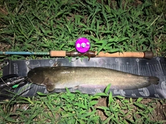 ナマズの釣果