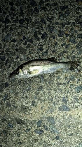 セイゴ（マルスズキ）の釣果