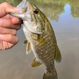 スモールマウスバス