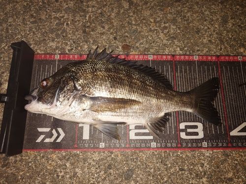 クロダイの釣果