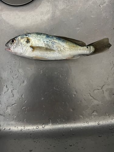 イシモチの釣果