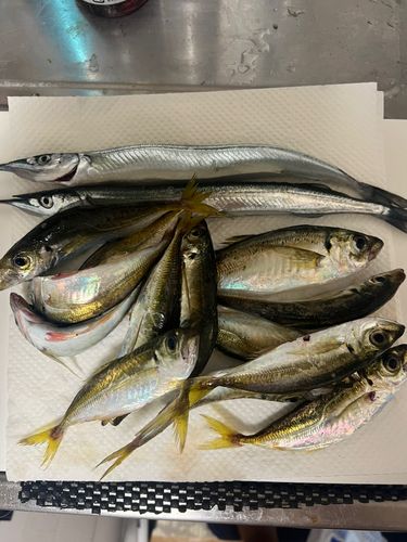 マアジの釣果