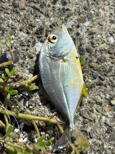 メッキの釣果