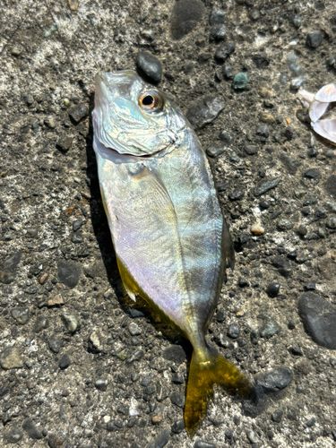 メッキの釣果