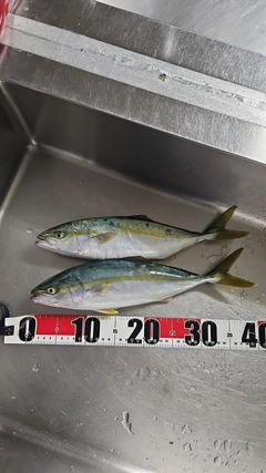 フクラギの釣果