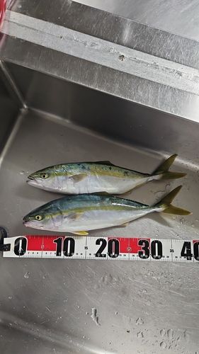 フクラギの釣果